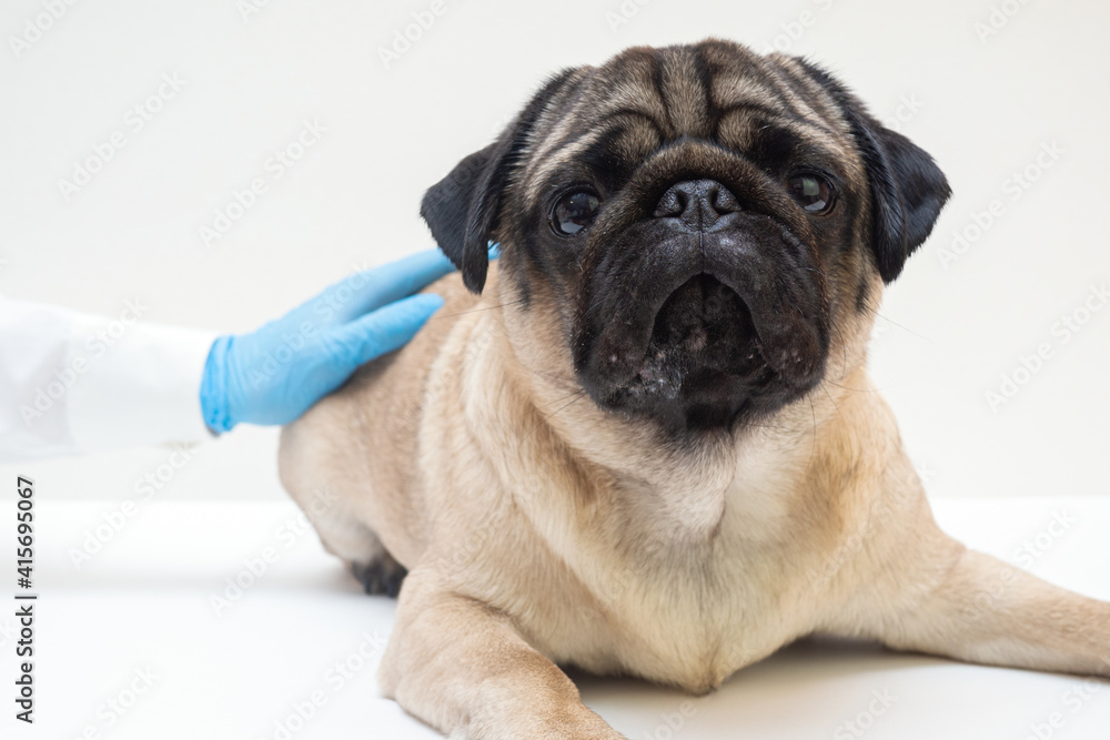 Scared of doctors. Cute scared pug dog puppy at medical checkup. emotional dog expresses fear, Veterinarian gloves