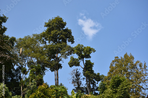 Beautiful Trees with bright blue sky