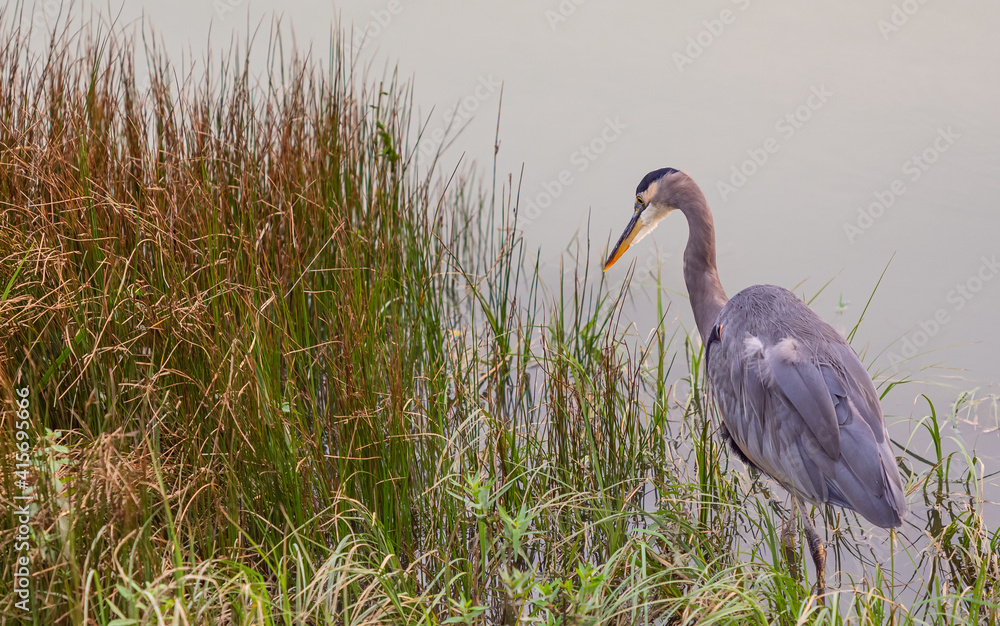 Fototapeta premium a great blue heron bird standing in the water in the park. British Columbia, Canada