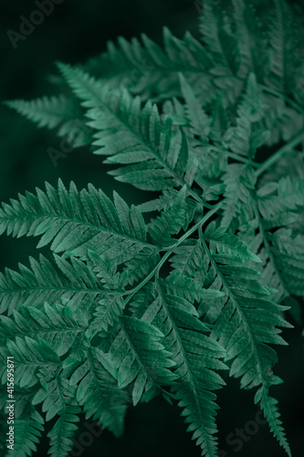 Close up of beautiful growing ferns in the forest.