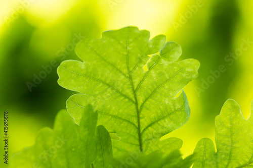 Spring oak leaves on a dark background.