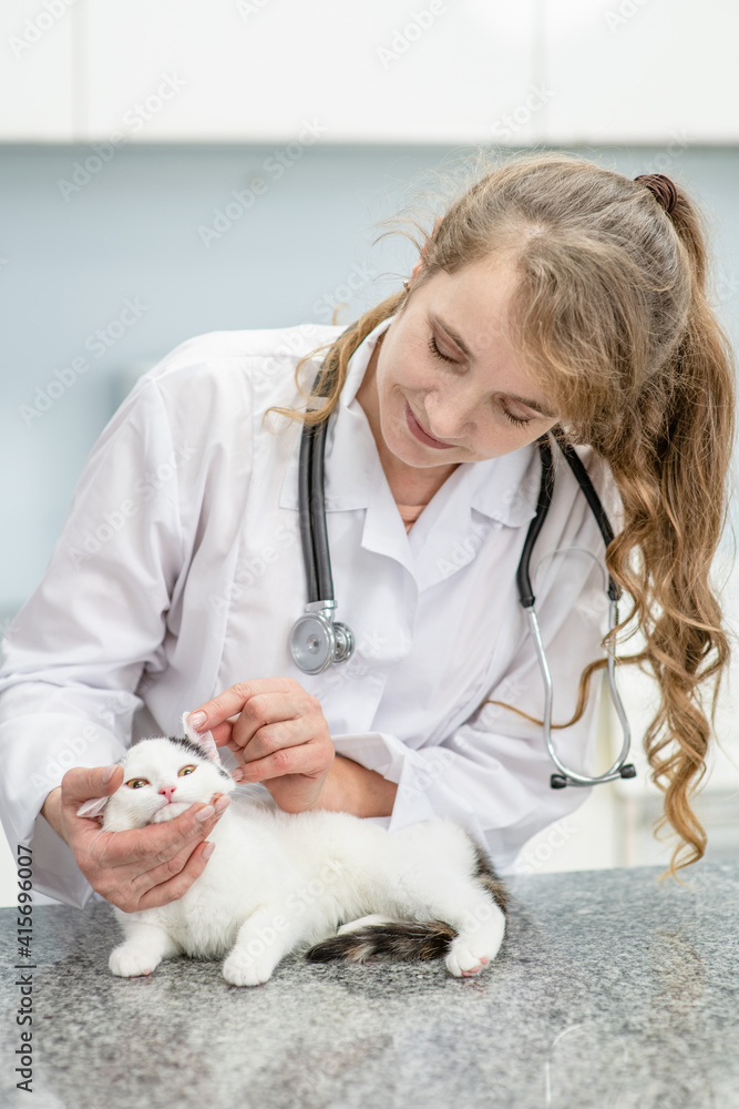Veterinarian exam ear of a kitten at clinic