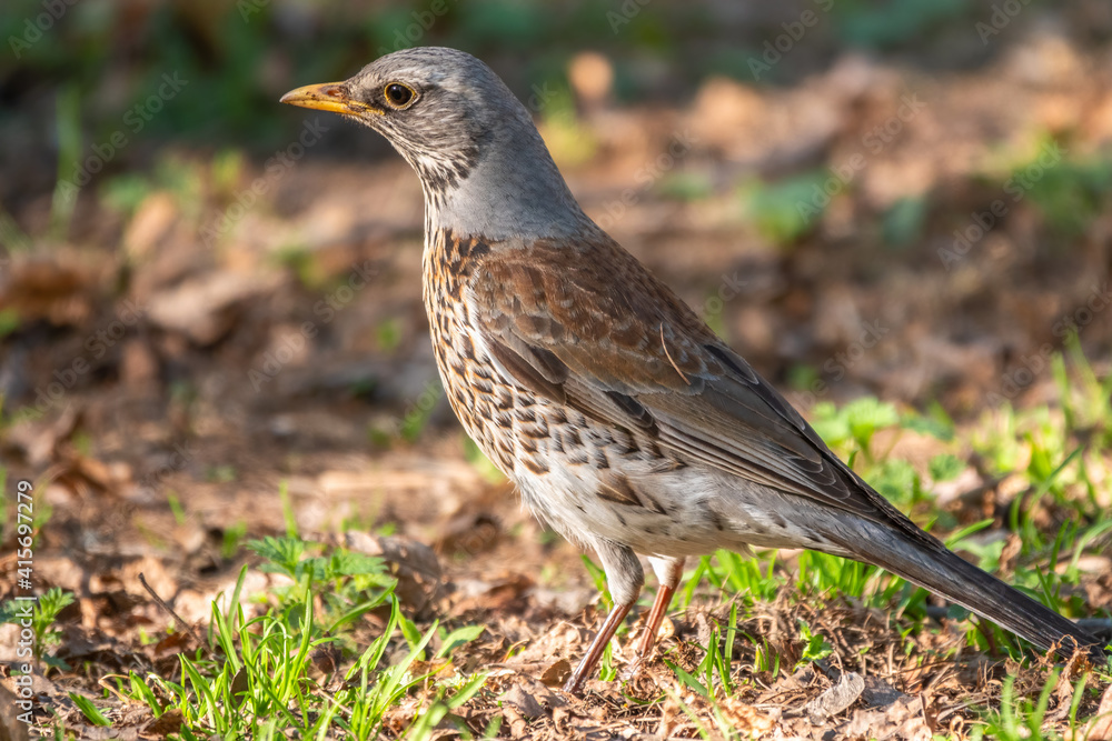 Fieldfare, Turdus pilaris, on a sprng lawn. Fieldfare, Turdus pilaris, on a sprng lawn.