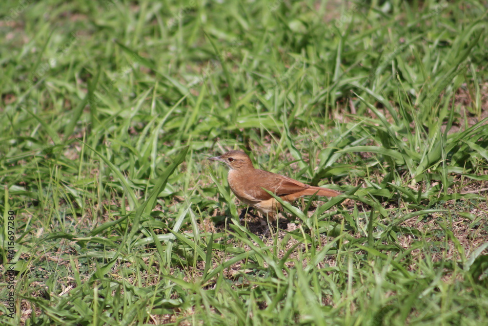 Obraz premium bird in the grass