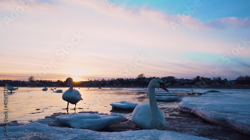 A swan resting on the beach between sheets of blue ice during sunset in Norway photo