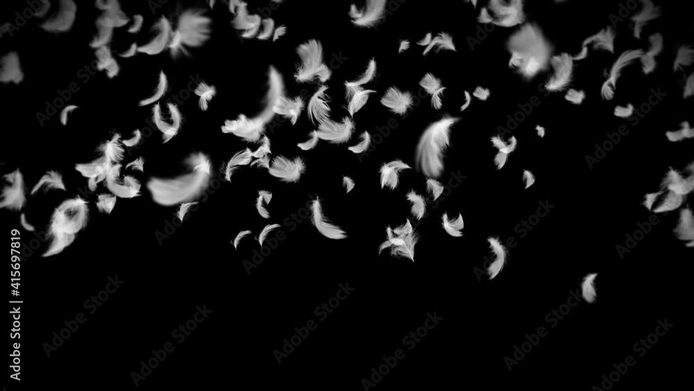Flying many white feathers on black background. Beautiful feather floating in air. Happiness concept. 3D loop animation of feathers. Flying many white feathers on black background. Beautiful feather floating in air. Happiness concept. 3D loop animation of feathers.