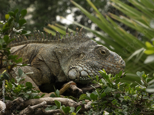 Iguana  © aldair
