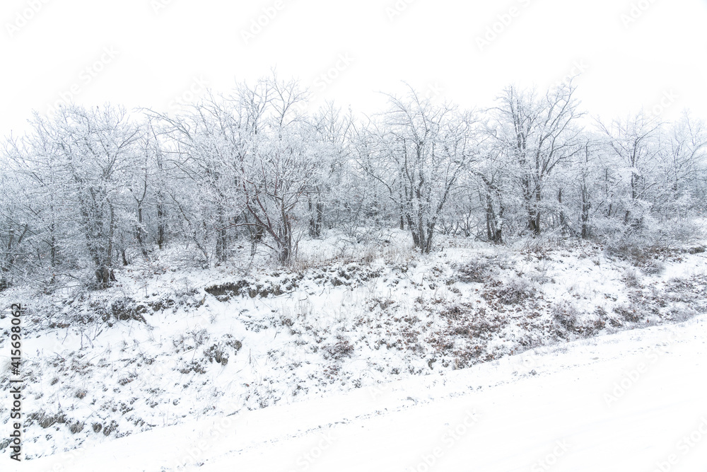 Fototapeta premium Frozen bare trees covered with frost, winter scene