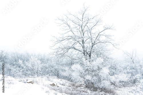 Frozen bare trees covered with frost  winter scene
