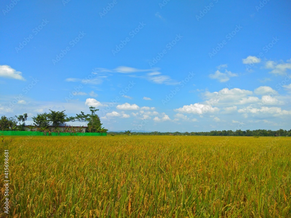 Horizon Green grass or rice field paddy and blue sky and white clouds in countryside