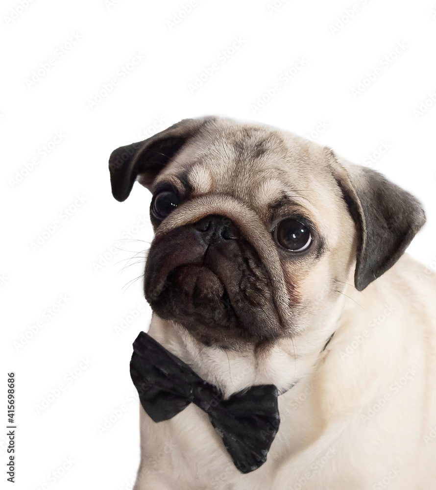 portrait of a small pug with a black bow tie close-up
