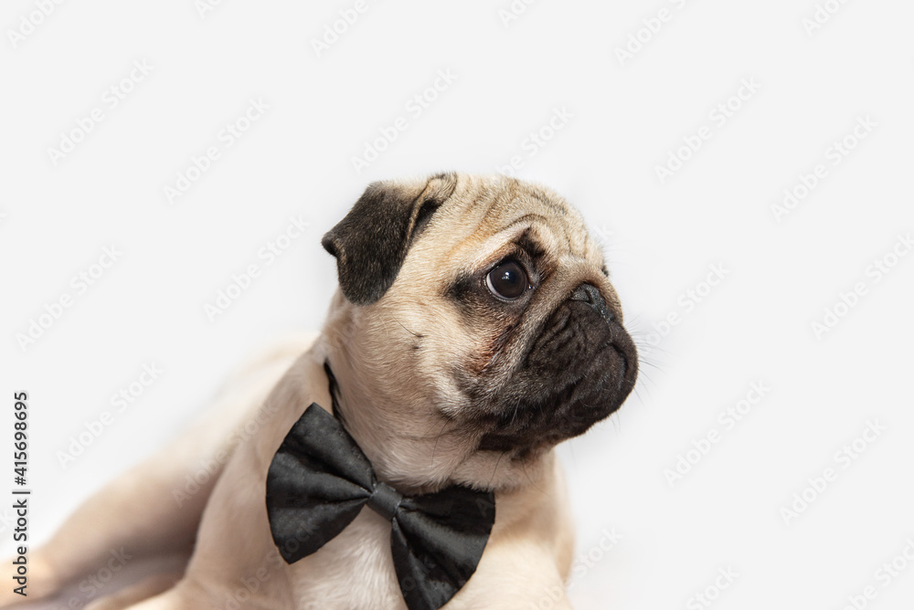 a young pug lies on a white background and looks sadly away in close-up