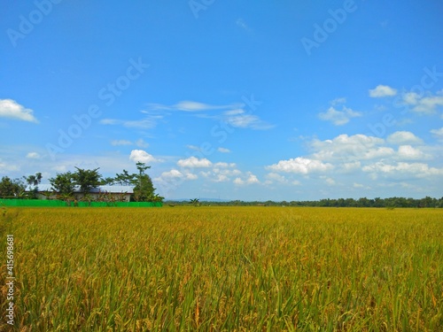 Horizon Green grass or rice field paddy and blue sky and white clouds in countryside