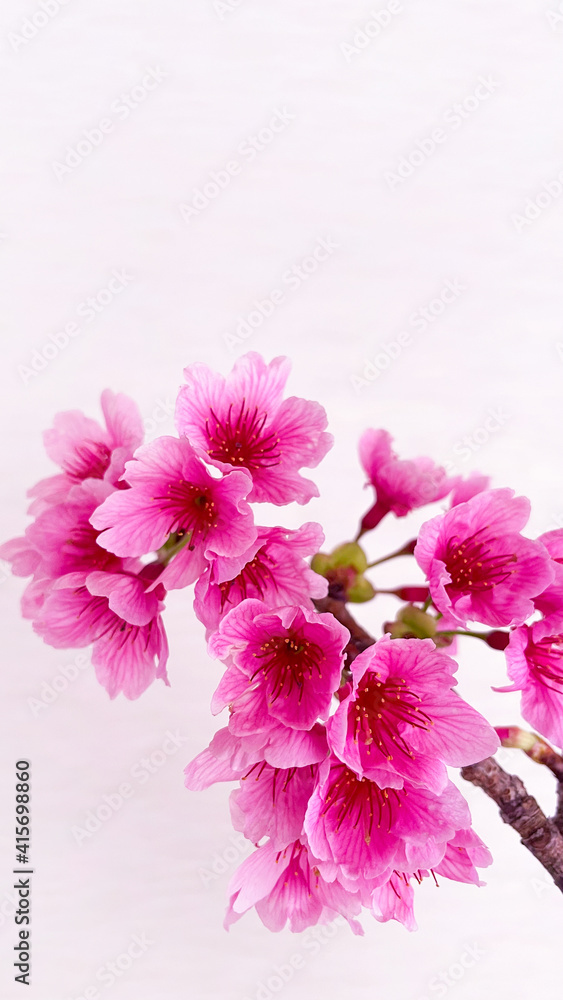 Beautiful pink cherry blossom image