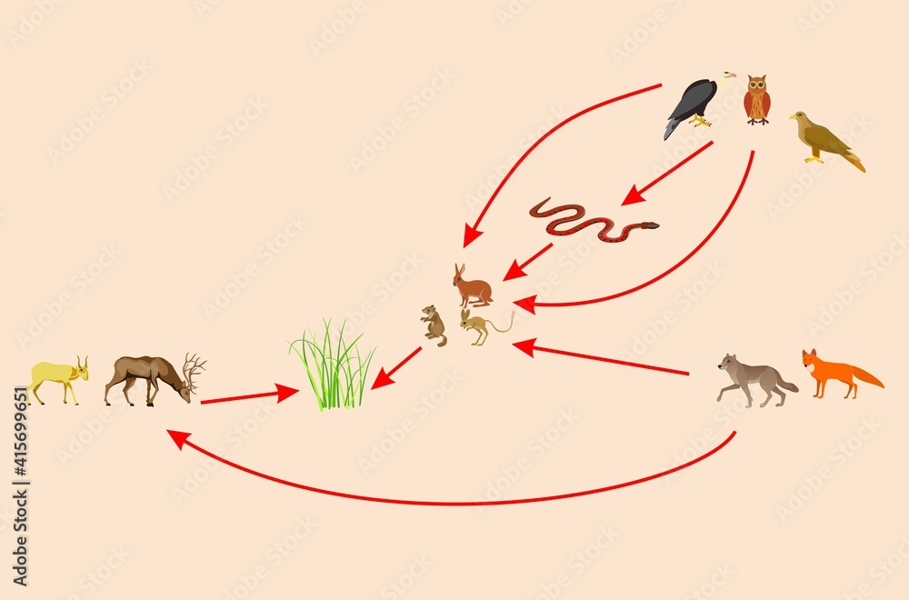 Ecosystem and food chain between other habitants, educational bilogical ... Biology Diagrams