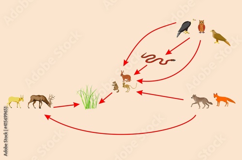 Ecosystem and food chain between other habitants, educational bilogical vector photo