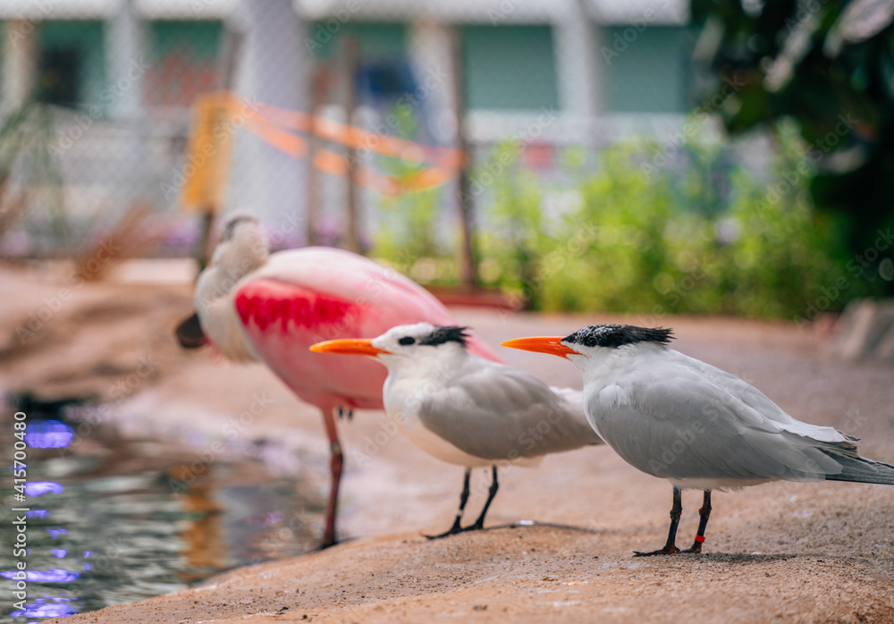 Obraz premium seagull on the zoo
