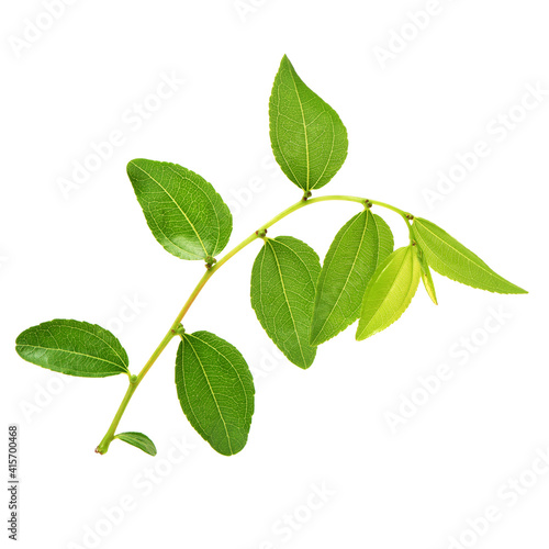 Jujube leaf on white background 