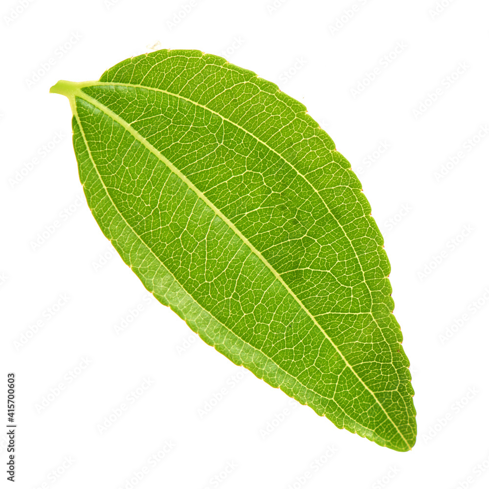 Jujube leaf on white background Jujube leaf on white background