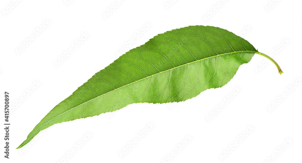 Obraz premium Peach leaf isolated on white 