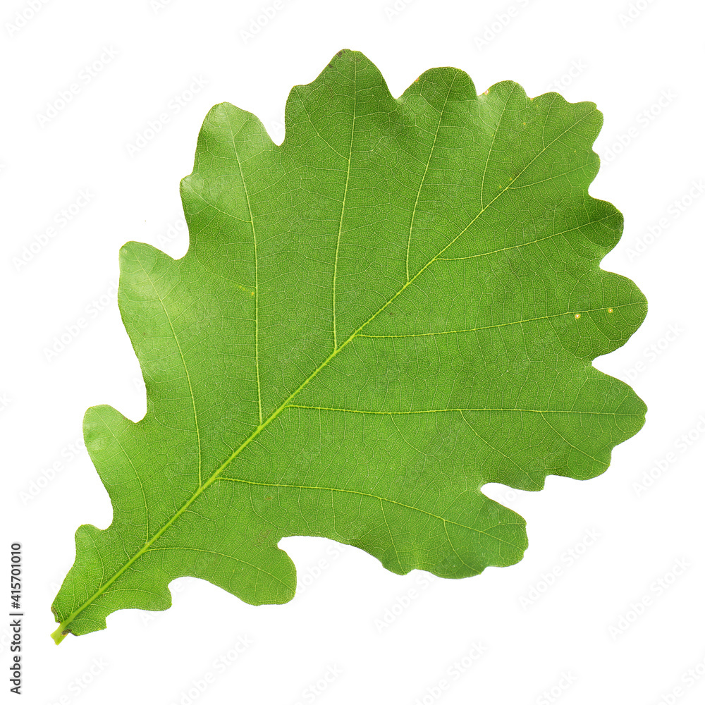 Oak leaves isolated against a white background (Quercus robur) Oak leaves isolated against a white background (Quercus robur)