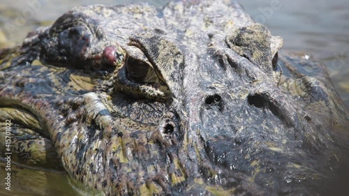 Close-up of wild black caiman in South America 