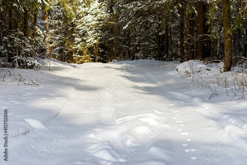 Snowy trail path in the winter coniferous forest.Cold winter snowy morning