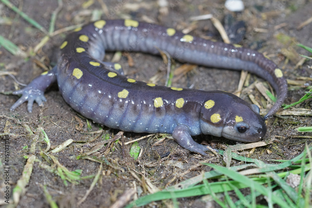 Full body shot of a male spotted salamander , Ambystoma maculatum Full body shot of a male spotted salamander , Ambystoma maculatum