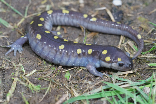 Full body shot of a male spotted salamander , Ambystoma maculatum