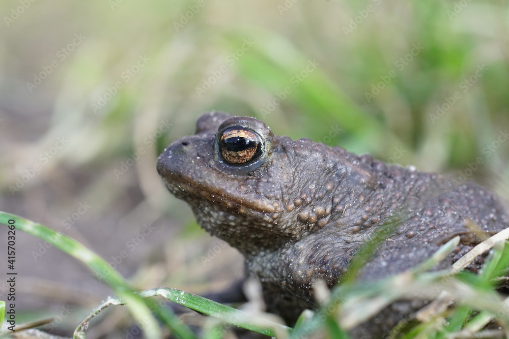 Close up of a male European common toad , Bufo bufo in the garden Close up of a male European common toad , Bufo bufo in the garden