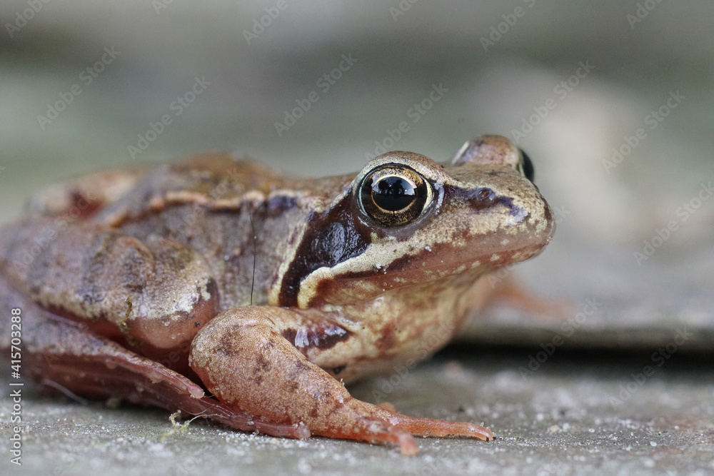 Closeup of a subadult European common brown frog , Rana temporaria in the garden Closeup of a subadult European common brown frog , Rana temporaria in the garden