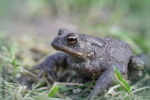 Close up of a male European common toad , Bufo bufo in the garden