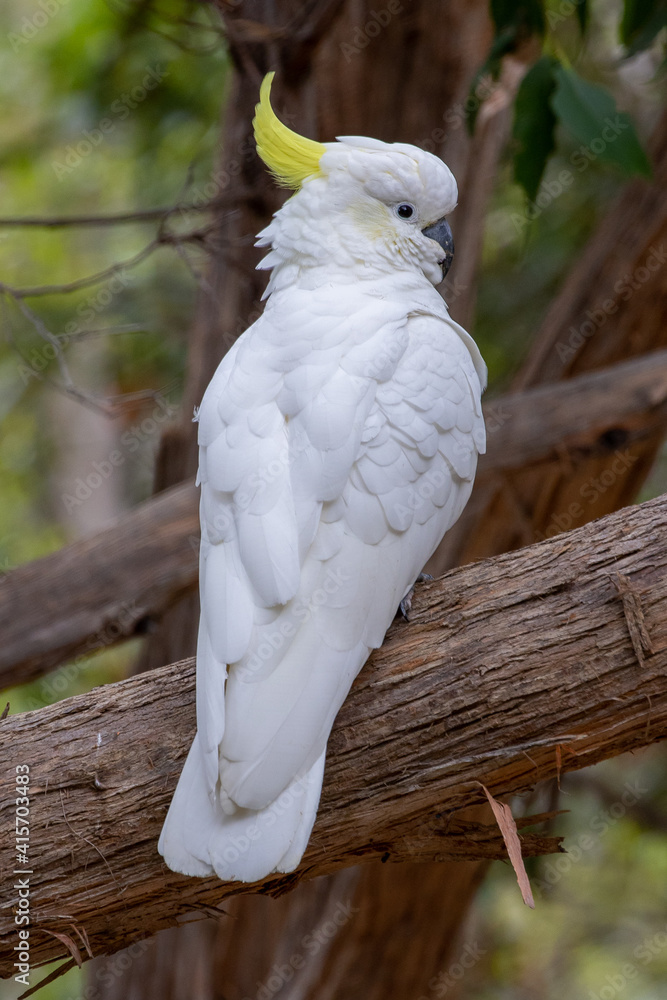 Yellow-crested cockatoos in a Tasmanian national park Yellow-crested cockatoos in a Tasmanian national park
