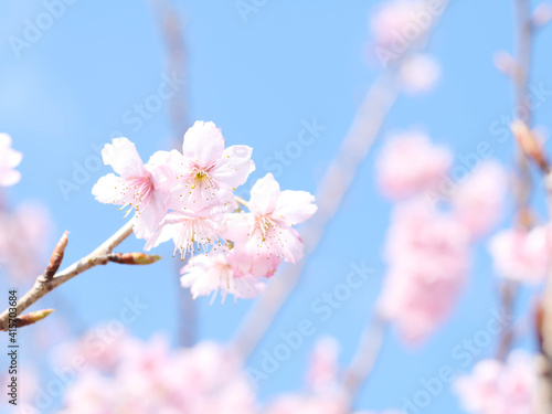 桜の花アップ © 2lights