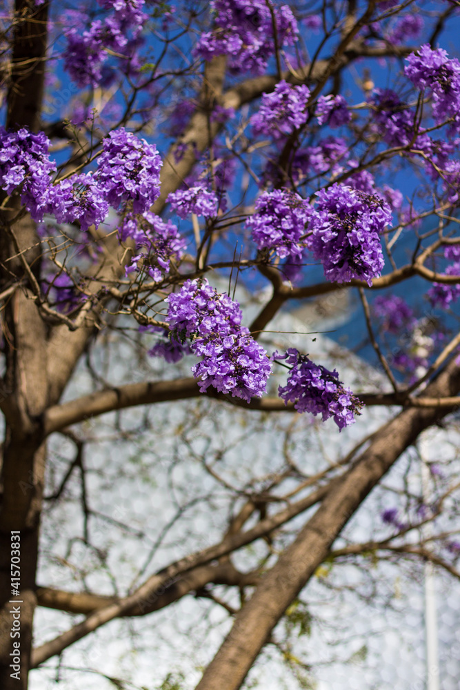 Naklejka premium Jacaranda tree in bloom