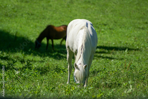 horses in the grass