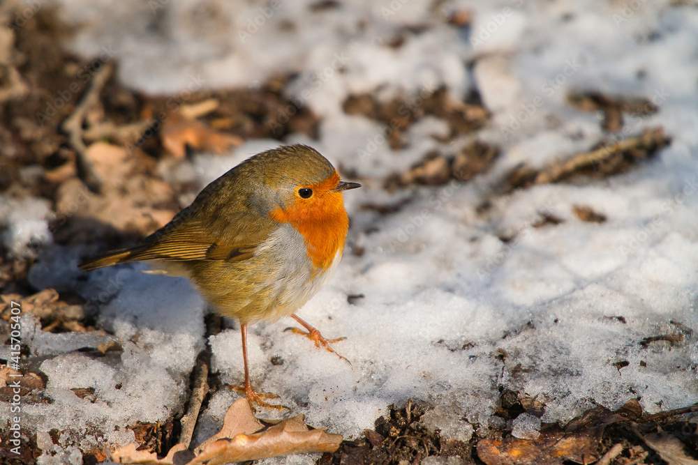 Junges Rotkelchen sitzt zwischen Schnee und Laub Junges Rotkelchen sitzt zwischen Schnee und Laub