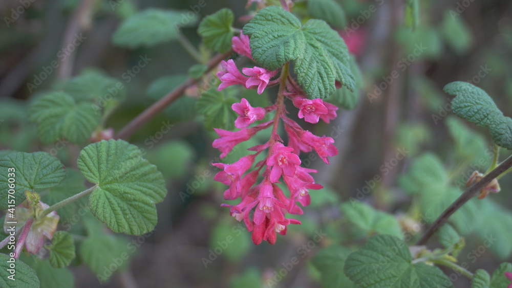 Very popular red-flowering currant branch with flowers and leaves close up. Very popular red-flowering currant branch with flowers and leaves close up.