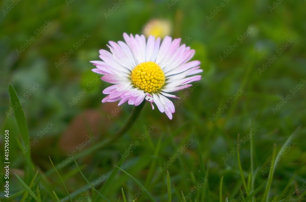 Beautiful Chamomile flower on green background in the morning sun close up. Beautiful Chamomile flower on green background in the morning sun close up.