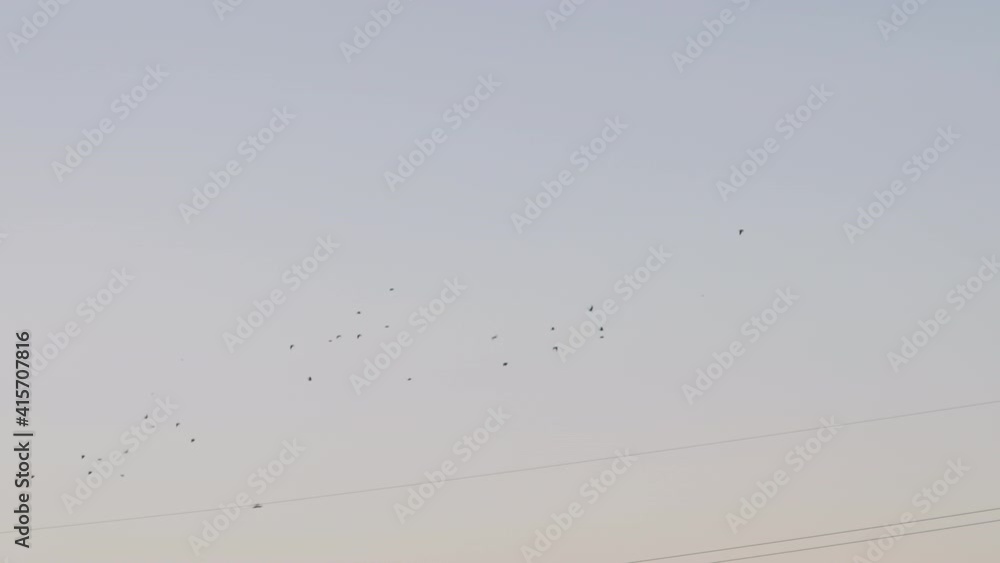 Flock Of Migratory Birds Flying Above The Powerlines During Daytime In Tokyo Japan. - Low Angle Shot Flock Of Migratory Birds Flying Above The Powerlines During Daytime In Tokyo Japan. - Low Angle Shot