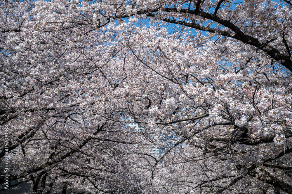 Tunnel of full blooming cherry blossom in spring. Tunnel of full blooming cherry blossom in spring.