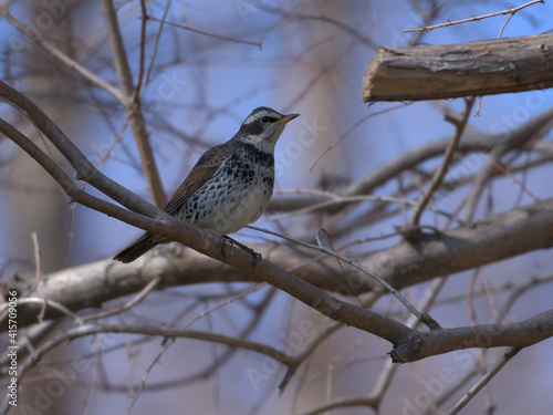 a thrush staying on a branch  © Keiko Akutsu