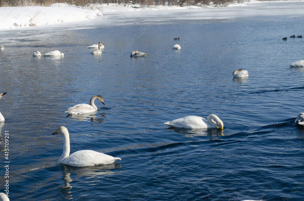 beautiful white swans on a blue lake. white swans on the water. winter lake with swans beautiful white swans on a blue lake. white swans on the water. winter lake with swans