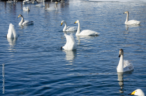 swans on the lake. beautiful white swans