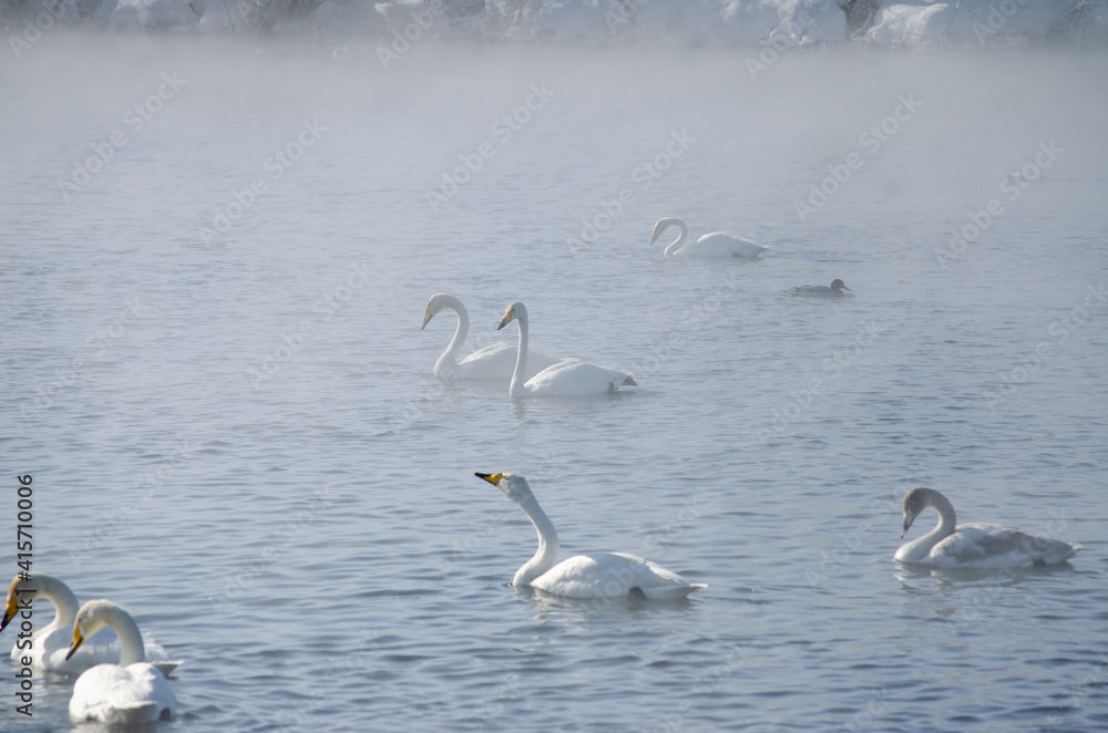 white swans. winter lake in the fog. lake in the fog with swans. a flock of swans swims on the water