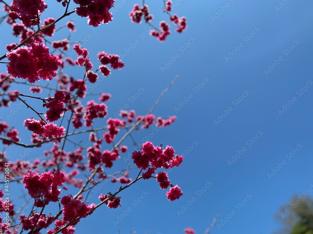 Latest Cherry Blossom use as premium poster in front of blue sky. Japanese Sakura in Springtime UltraHD Wallpaper. Blossoming cherry trees with their pink over nice blue sky with the bright sun. Latest Cherry Blossom use as premium poster in front of blue sky. Japanese Sakura in Springtime UltraHD Wallpaper. Blossoming cherry trees with their pink over nice blue sky with the bright sun.