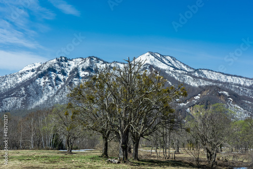 芽吹き始めた木々と背後に広がる雪山