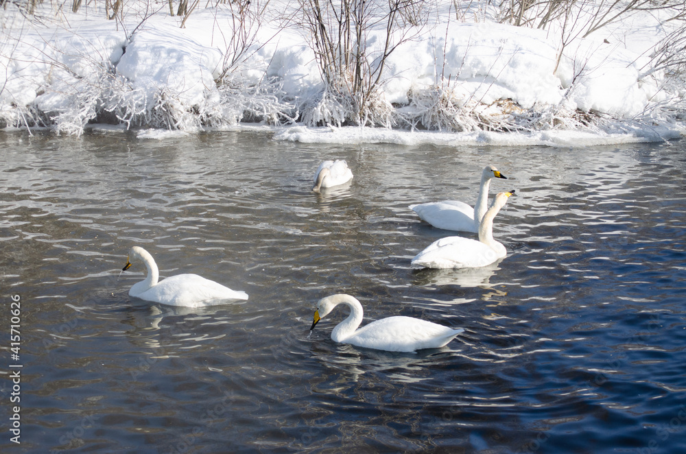 swans on the lake. beautiful white swans swans on the lake. beautiful white swans