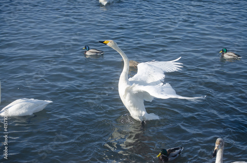 the white swan spread its wings. swan with spread wings on the lake.