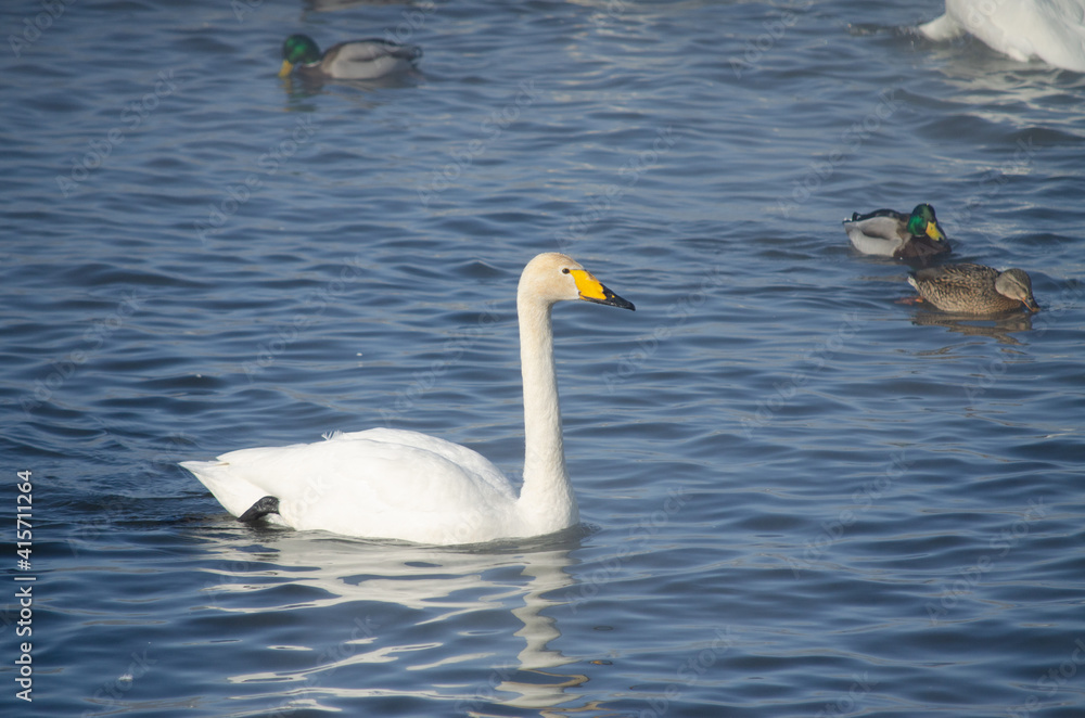white swan close up. beautiful swan on the water. mute swan white swan close up. beautiful swan on the water. mute swan